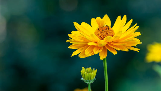 Healing power of arnica extract